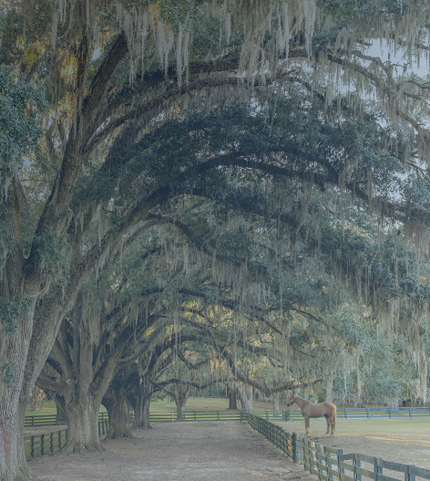 mobile mock up of 'will your money last as long as you do' white-paper